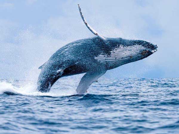 Nằm mơ thấy cá voi đánh con gì số mấy - Chiêm bao thấy cá voi là điềm gì