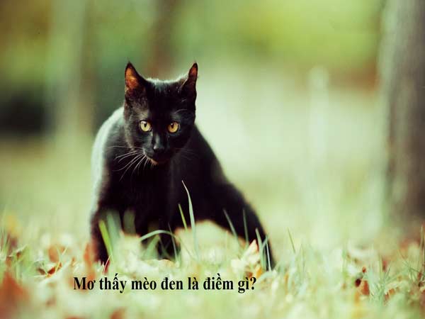 Ý nghĩa giấc mơ thấy mèo đen
