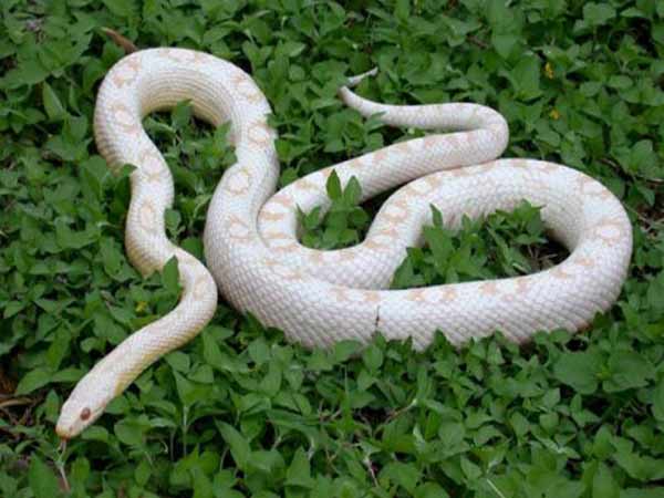 Ngủ mơ thấy rắn trắng là điềm gì?
