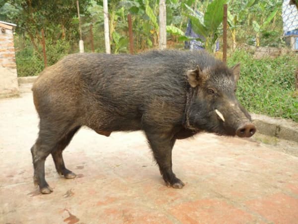 Mơ thấy lợn rừng may hay rủi đánh con gì nhanh chóng đổi đời?