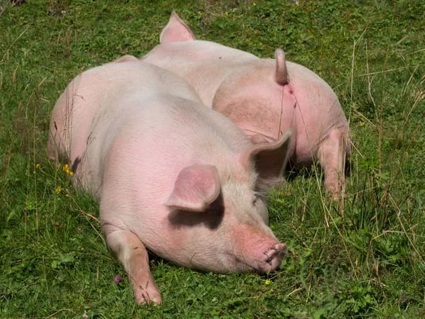 Nằm mơ thấy lợn chết may hay xui đánh con gì xác suất về cao nhất?