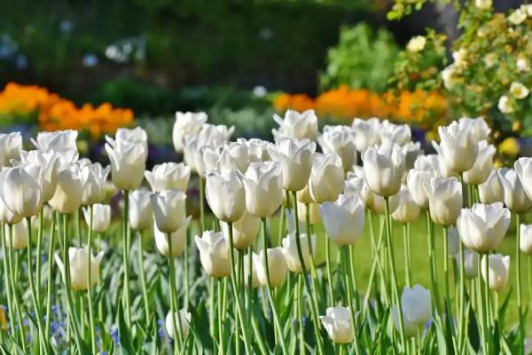 Vô tình nhìn thấy hoa tulip – Hi vọng hay thử thách?