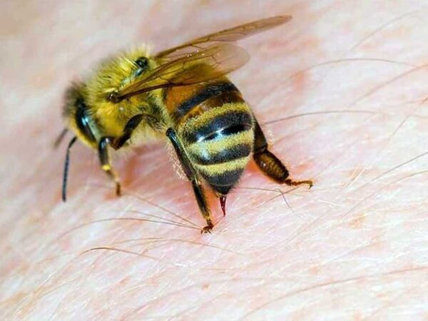 Nằm mơ thấy ong đốt là điềm báo gì, con số gì trúng thưởng?