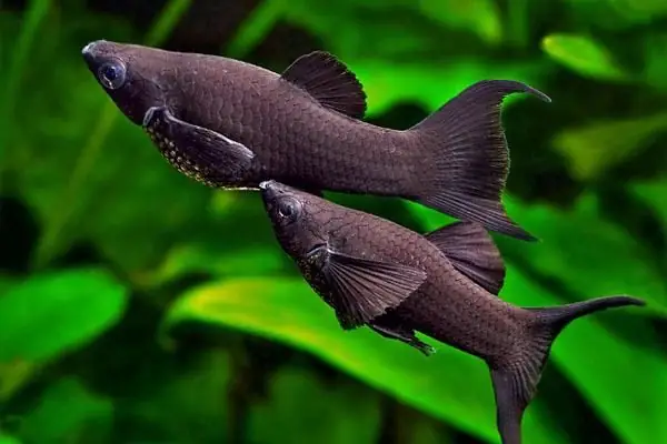 Nằm mơ thấy cá đen là điềm gì? Báo hiệu hung hay cát?