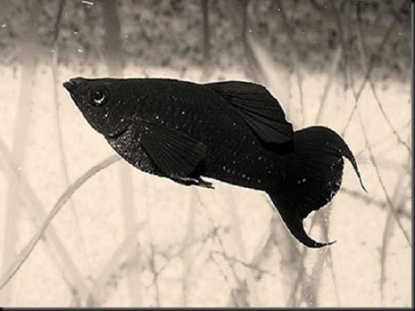 Nằm mơ thấy cá đen là điềm gì? Báo hiệu hung hay cát?