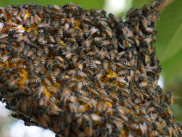 Nằm mơ thấy tổ ong là điềm báo gì, chọn số gì cát lộc?