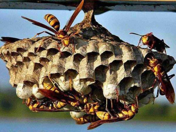 Giải mã ý nghĩa giấc mơ thấy tổ ong là điềm gì?