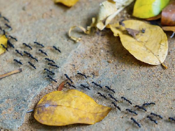 Nằm mơ thấy đàn kiến có con gì may mắn có ý nghĩa gì Nằm mơ thấy đàn kiến có con gì may mắn có ý nghĩa gì